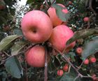 Apple rings